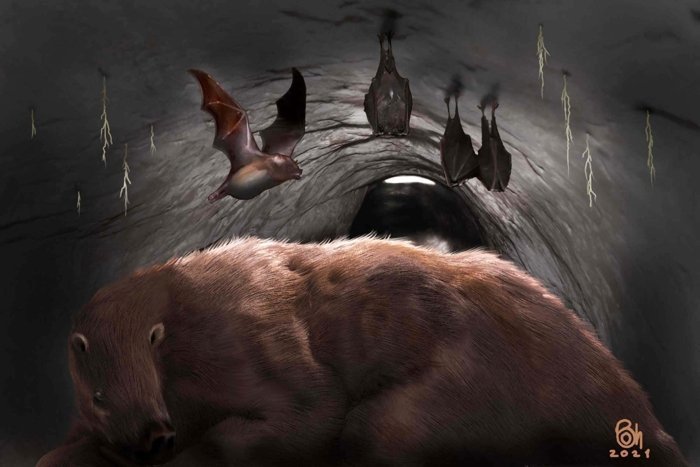 Artist's impression of D. draculae in sloth burrow.