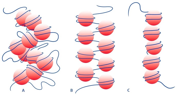 სურათი 2: დნმ-ის 3 განსხვავებული სტრუქტურა
