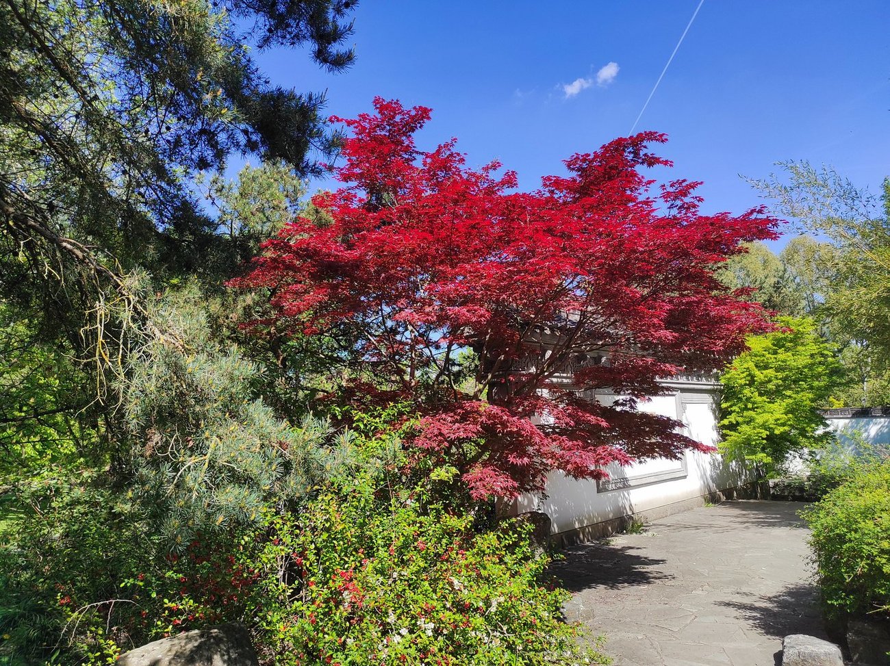 იაპონური ბაღი