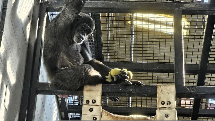 ლიზი გრინჩის სათამაშოსთან ერთად