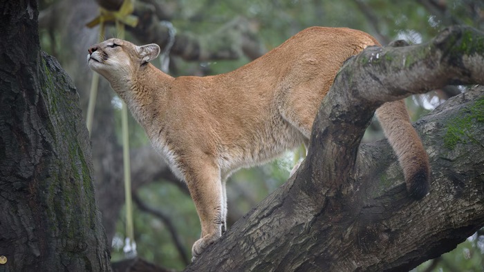 ბრაიარი ზოოპარკში