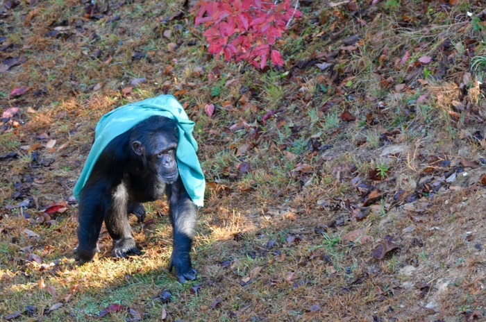 ნია თავის პლედთან ერთად