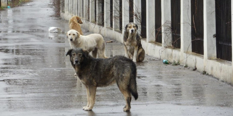 ძაღლები